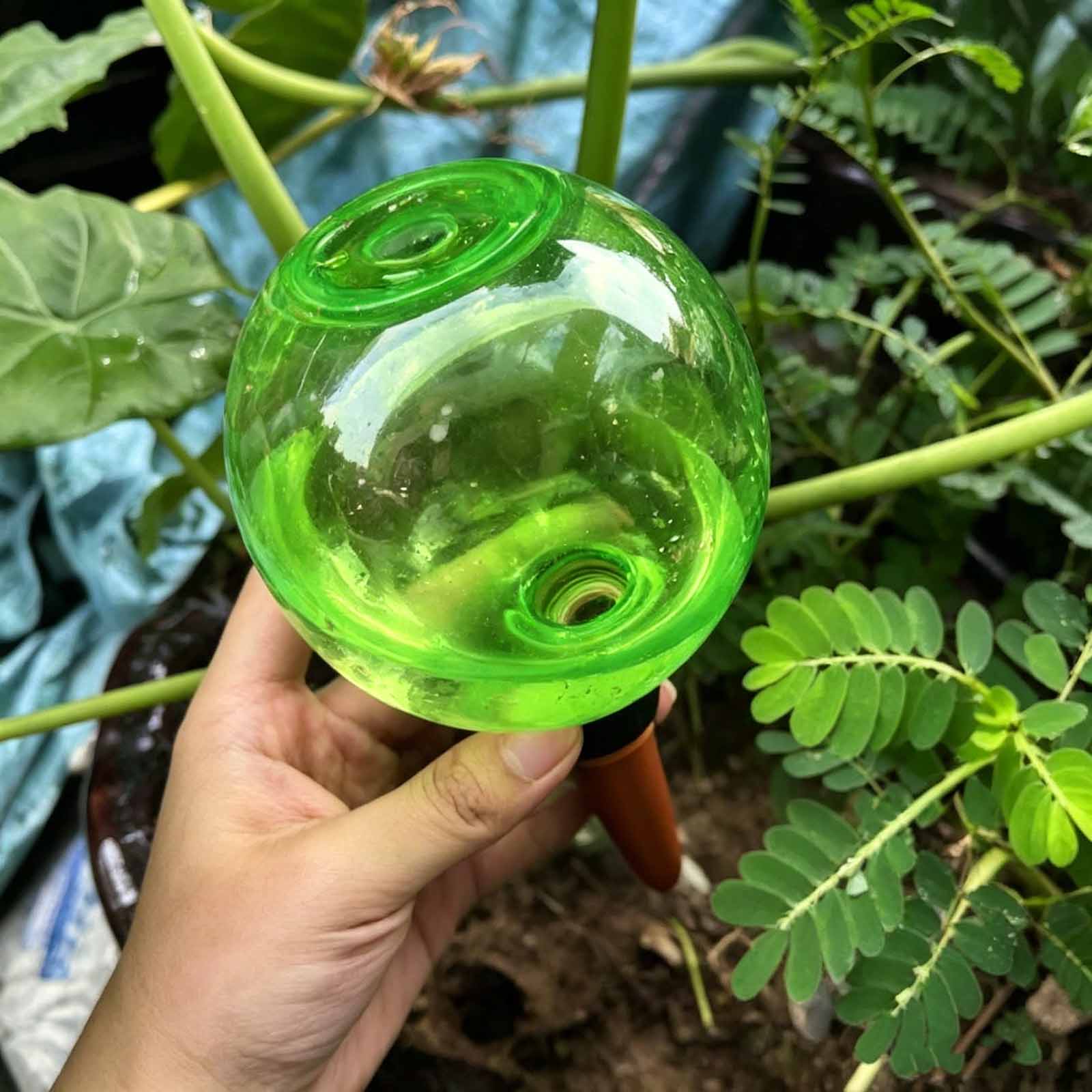 1/4 Buah Bola Penyiraman Tanam - Plant Watering Globe ulasan dan harga